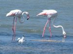 Camarque - Flamingos