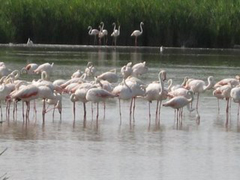 Camarque - Flamingos