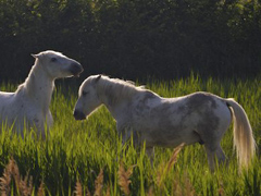 Camarque - Pferde