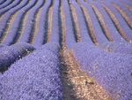 Sault - im Herzen des Lavendel-Anbaugebietes
