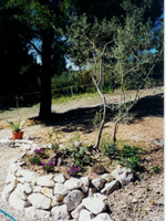 Der kleine Olivenbaum wird ummauert und bepflanzt.