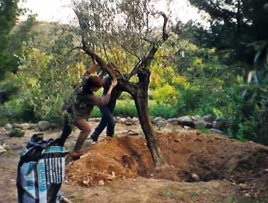 Mas de Suspiron - Setzen eines Olivenbaumes