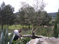 Pflanzen des Olivenbaumes