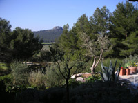Die Aussicht des Olivenbaumes!