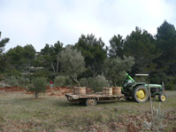 Setzen der Olivenbäume