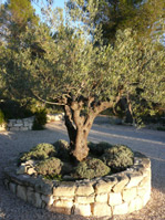 Olivenbaum in der Abendsonne