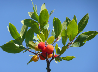 Erdbeerbaum-Früchte