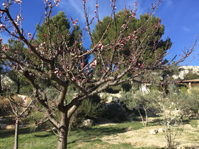 Aprikosenbaum blüht